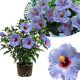 Purple Hibiscus Plant Live, Well-Rooted Hibiscus Flowers, 5-7 Inches Tall, Tropical Flowering for Indoor Outdoor Planting