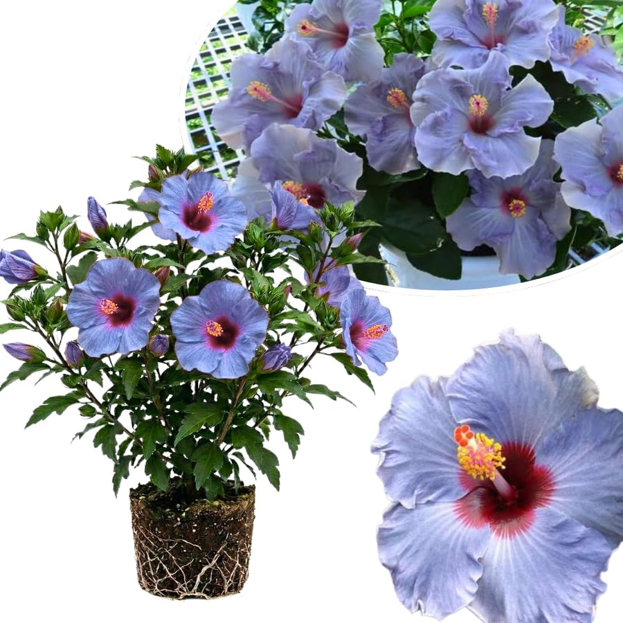 Purple Hibiscus Plant Live, Well-Rooted Hibiscus Flowers, 5-7 Inches Tall, Tropical Flowering for Indoor Outdoor Planting