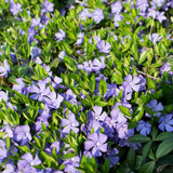Pack 36 Periwinkle Vinca Plants Live, Creeping Vinca Minor Vine Ground Cover for Planting Outdoors, from 5 Inc Tall Well Plugs