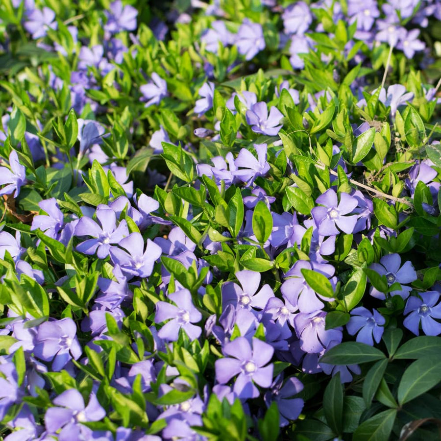Pack 36 Periwinkle Vinca Plants Live, Creeping Vinca Minor Vine Ground Cover for Planting Outdoors, from 5 Inc Tall Well Plugs