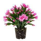 Pink Easter Cactus Plant Live, Vibrant Blooming Cactus, 6'' Tall in 4 Inches Pot, Holiday Cactus, Flowering Succulent for Indoor Outdoor Planting