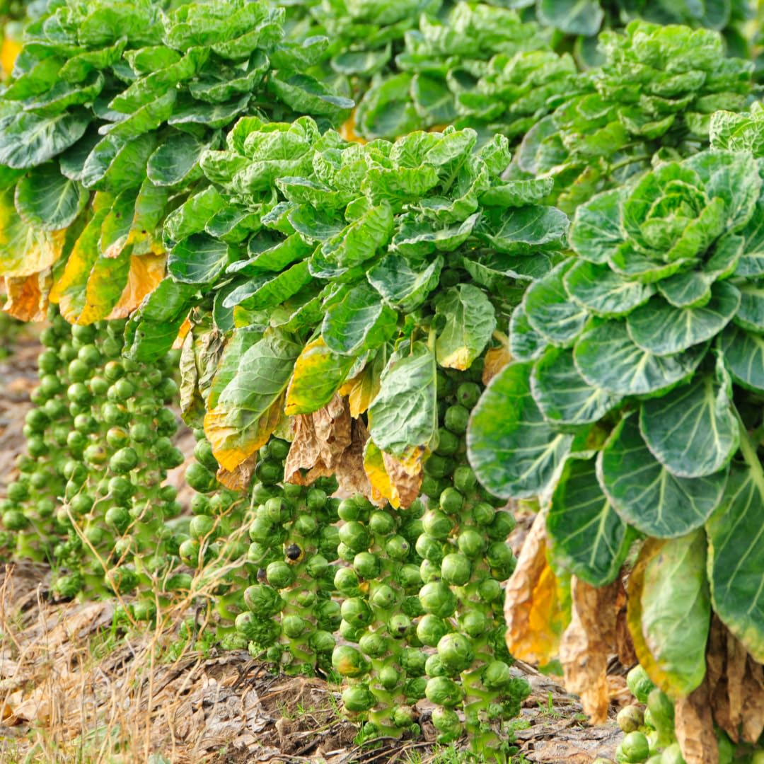 Set of 2 Pot Brussel Sprouts Plants Live, Brussel Sprouts Plants, Vegetable Seedlings, 4 Inch Pot for Outdoor Growing