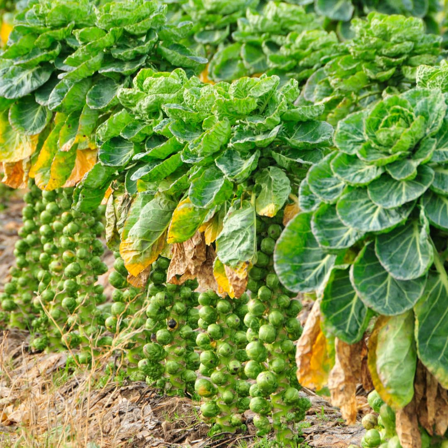 Set of 2 Pot Brussel Sprouts Plants Live, Brussel Sprouts Plants, Vegetable Seedlings, 4 Inch Pot for Outdoor Growing