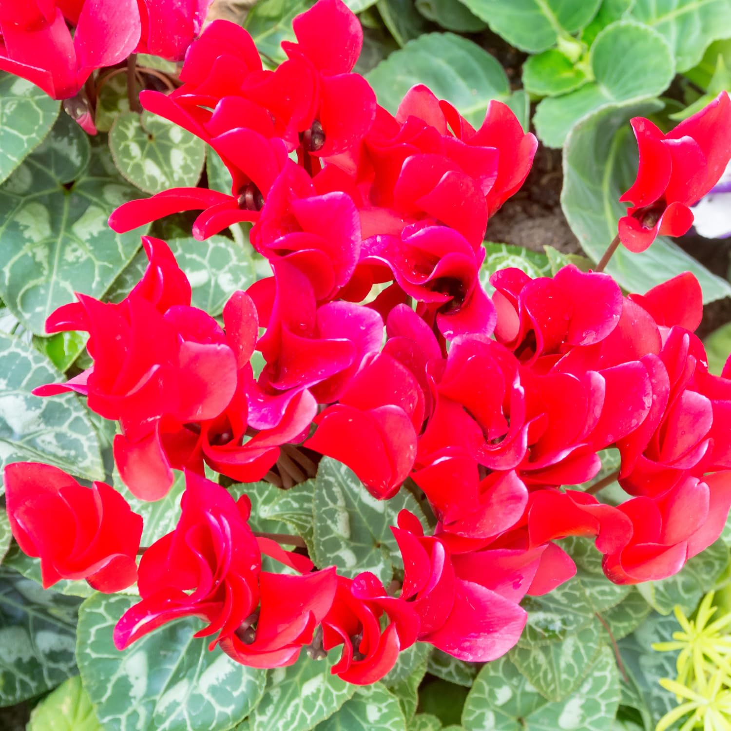 Red Cyclamen Plant Live, Cyclamen Flower Live Plant, 5'' to 7'' Tall, Easy to Plant, Out Garden
