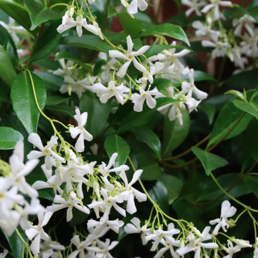 Green Star Jasmine Live Plant, Fragrant Flowering Jasmine in 3'' Pot, 8-10 Inches Tall, Flowering Vine Plant for Outdoor Garden