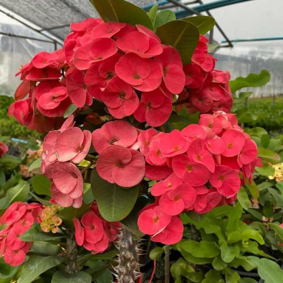 Red Euphorbia Crown of Thorns Plant Live, Crown of Thorns Live Plant, 4 Inc Potted, Succulent Plant Live for Gardening, Red Flower