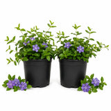2 Vinca Minor Live Vines in 4 Inch Pot, Periwinkle Ground Cover Plant for Shade and Sun, Trailing Vine for Garden