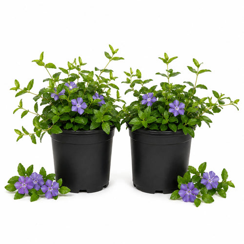 2 Vinca Minor Live Vines in 4 Inch Pot, Periwinkle Ground Cover Plant for Shade and Sun, Trailing Vine for Garden