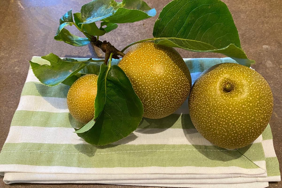 Asian Pear Tree Live Plant, Live Pear Plant Tree, 2 to 3 Feet Tall, Pear Live Plant, Pear Tree Plant for Garden, Sweet Fruit Plant Indoor Outdoor
