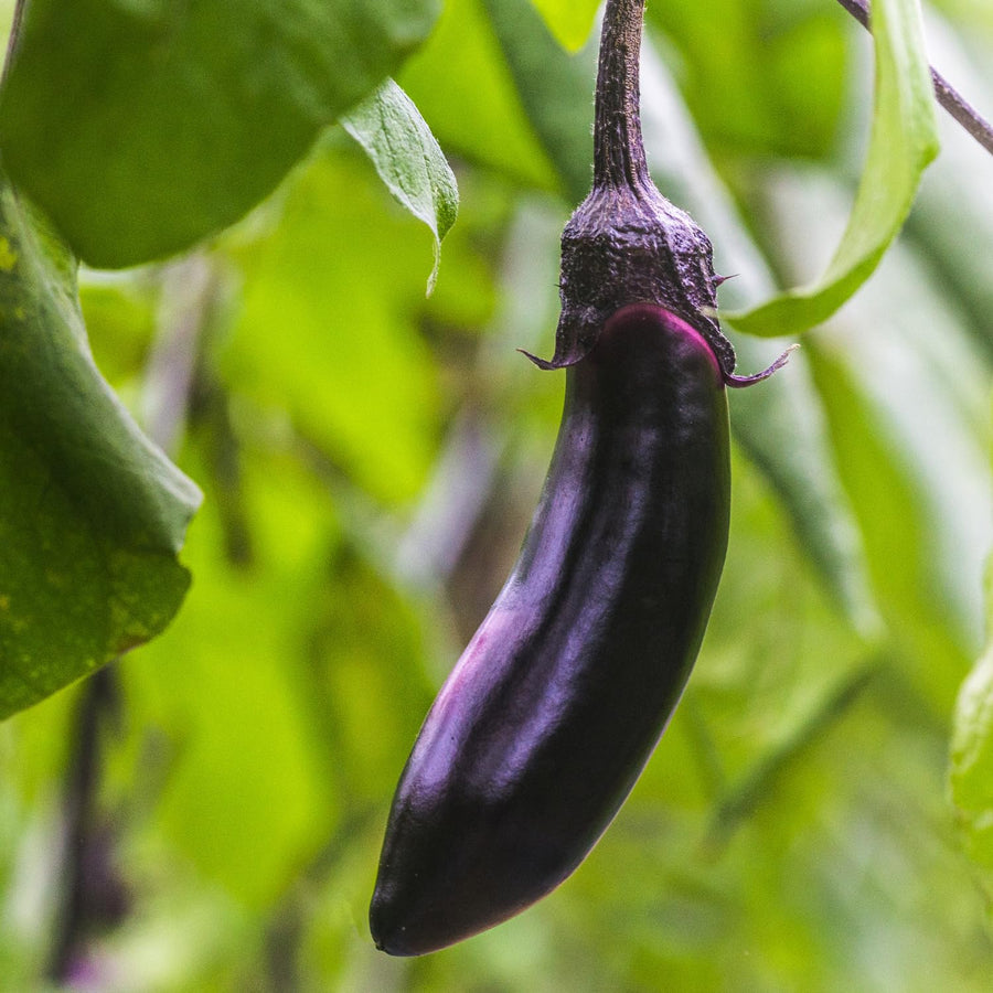 Eggplant Plants in 4 Inch Pot, 5-8" Purple Eggplant Live for Planting, Vegetable Seedlings for Garden Outdoor