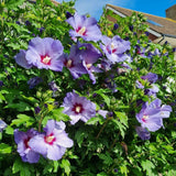 Purple Althea Plant Live, 6-10" Tall, Quart Pot, Rose of Sharon Flowering Shrub Plant, Hardy Garden Plants, Outdoor Landscape Plants