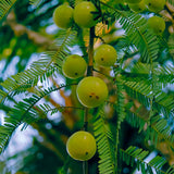 Gooseberry Plant Live, Gooseberry Bush Live Plant from 3 Feet in Height, Sweet Fruit Tree Garden