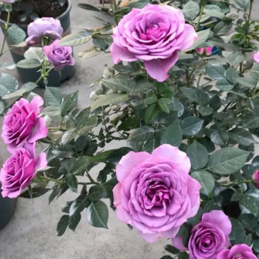 Purple Mini Rose Plant Live, Miniature Rose Bush in 3" Pot, Indoor Outdoor Flowering Plant, Compact Live Rose for Gifts and Gardens