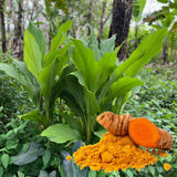 Set 10 Turmeric Root, Fresh Yellow Turmeric Roots, Curcuma Longa Ginger Roots for Planting or Culinary, Suited for Zones 8 to 11
