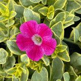 2 Petunia Live Plants, Variegated Pink Lemonade Petunia Flowers, Live Petunias Plants Outdoor Indoor, 5-9 Inch Tall