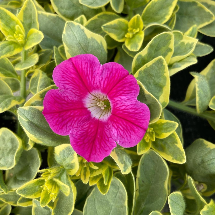 2 Petunia Live Plants, Variegated Pink Lemonade Petunia Flowers, Live Petunias Plants Outdoor Indoor, 5-9 Inch Tall