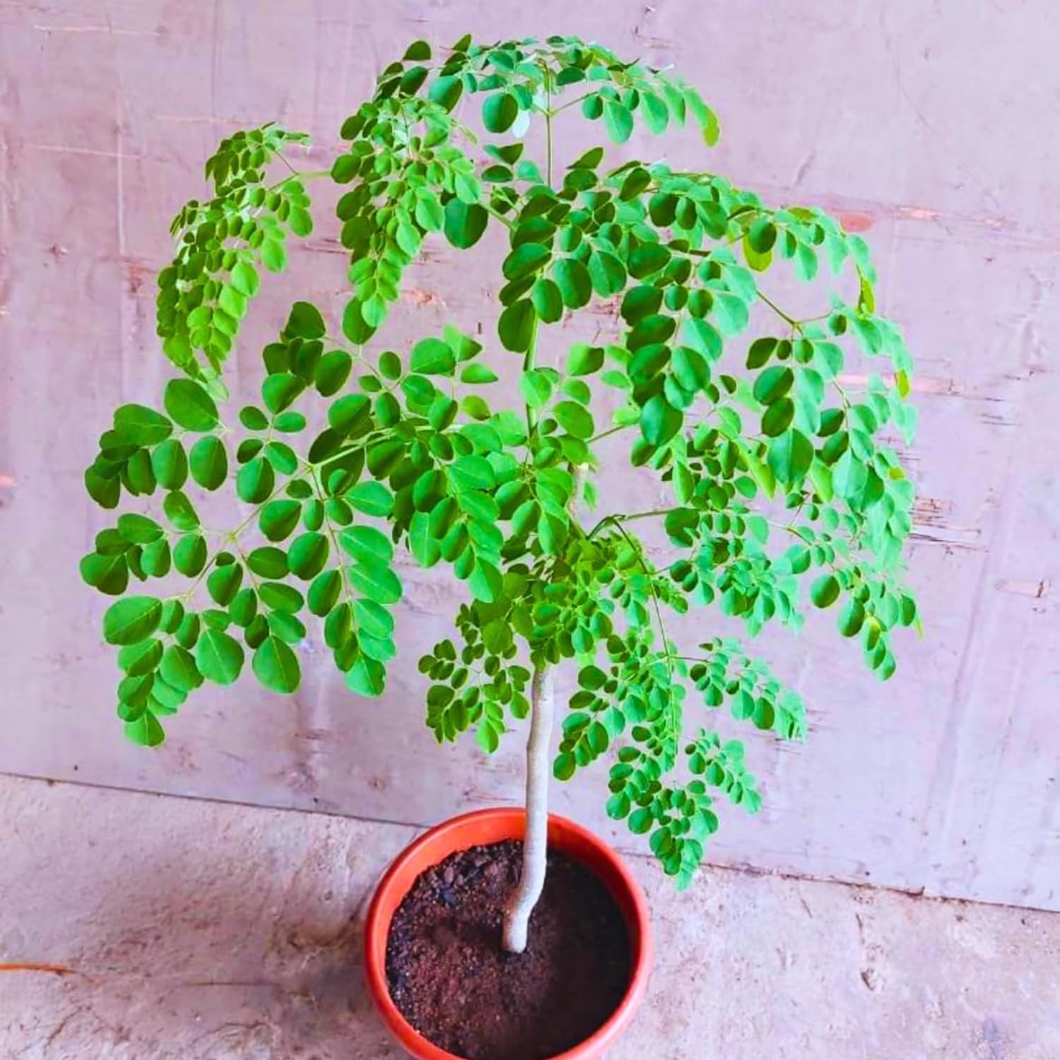 Moringa Oleifera Tree Live Plant, Malunggay Plant Live, 1 Gallon Pot, Moringa Tree Plant Live, Drumstick Malunggay, 10-14" Tall