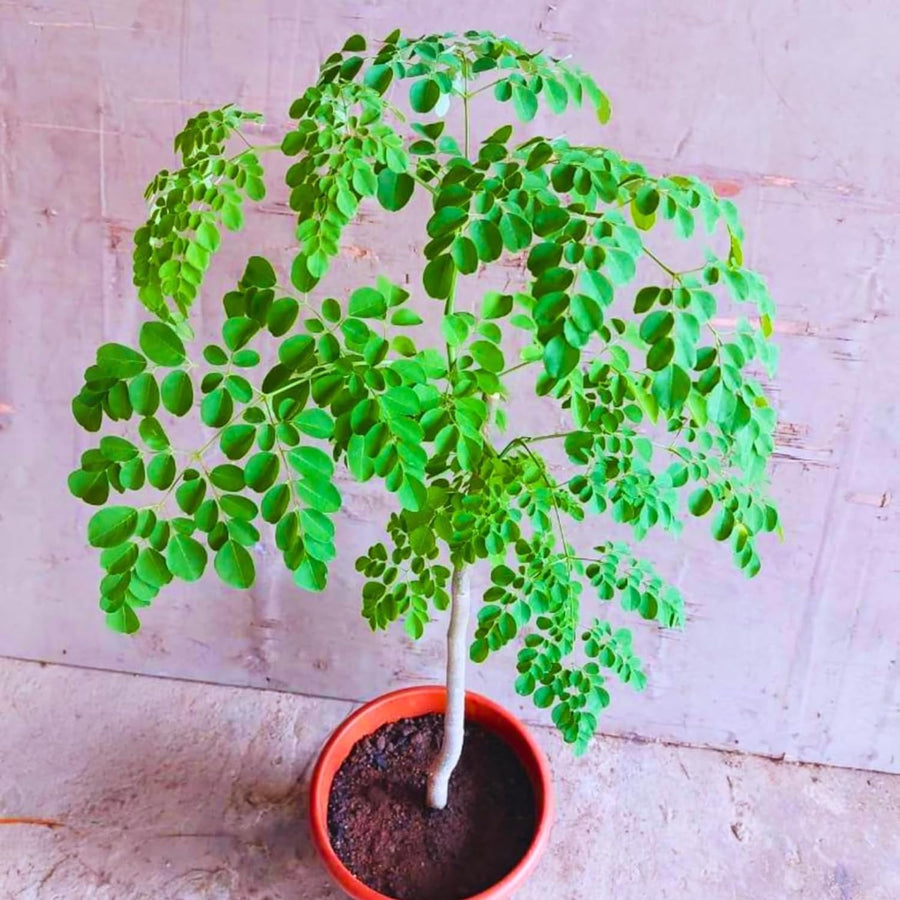 Moringa Oleifera Tree Live Plant, Malunggay Plant Live, 1 Gallon Pot, Moringa Tree Plant Live, Drumstick Malunggay, 10-14" Tall