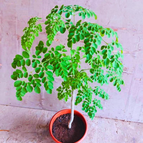 Moringa Oleifera Tree Live Plant, Malunggay Plant Live, 1 Gallon Pot, Moringa Tree Plant Live, Drumstick Malunggay, 10-14" Tall