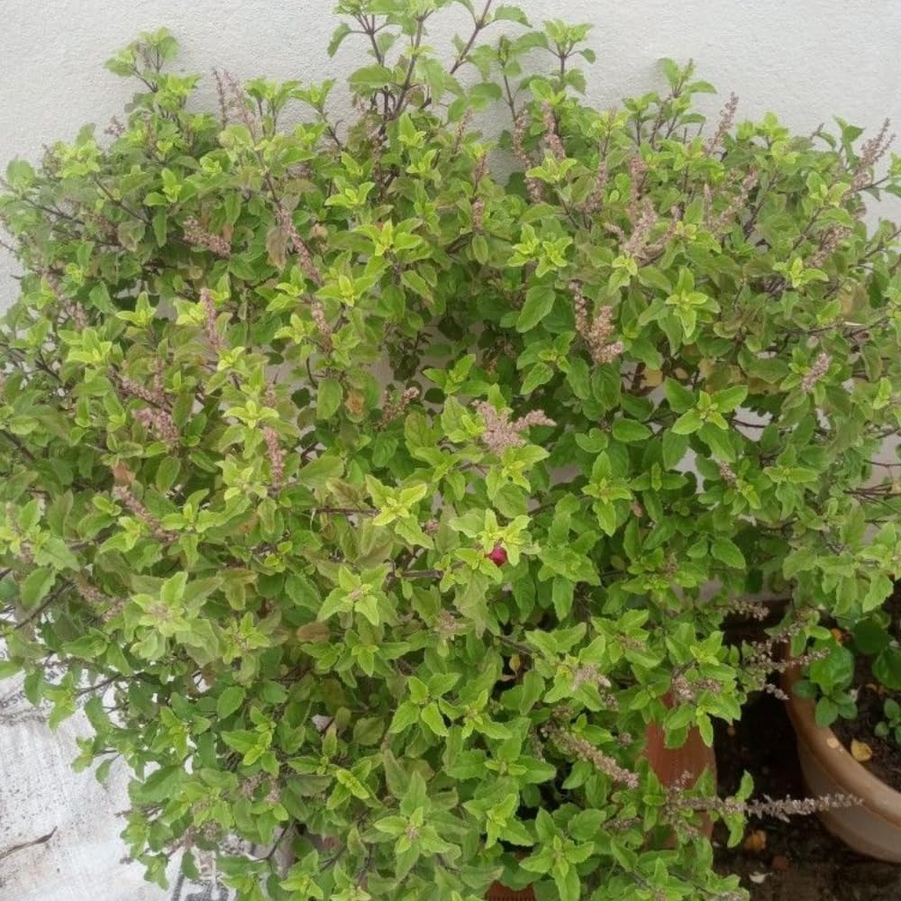 Pack 3 Holy Basil Plants, Live Basil Plant, 3-5 Inch Tall Live Herb Plant for Indoors Outdoors, Perennial, Fragrant