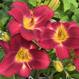 Red Daylily Roots, Live Reblooming Daylily Bare Root Perennial - 3 Roots for Planting Outdoor Garden Landscape