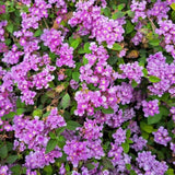 Pack 2 Lantana Live Plants, Lavender Trailing Lantana Flowering Plants 4-8 Inches, Ready to Plant Outdoor