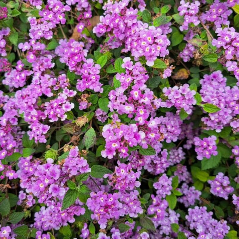 Pack 2 Lantana Live Plants, Lavender Trailing Lantana Flowering Plants 4-8 Inches, Ready to Plant Outdoor