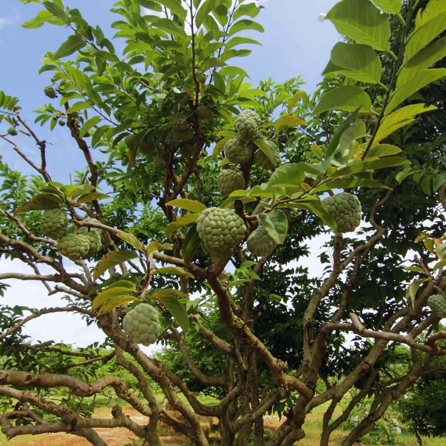 Sugar Apple Tree Live Plant, Custard Apple Plant Live, Easy to Plant Fruit Garden Tropical, 3 Feet to 4 Feet Long, Zone 10 to 11