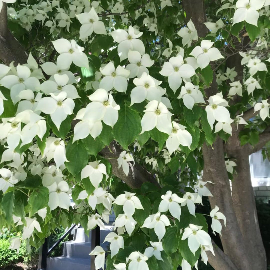 Kousa White Dogwood Trees Shrubs Bushes Live Plants in Quart Pot, Dogwood Trees Live Plants for Planting Outside, Flowering Dogwood 6-13 Inc Tall
