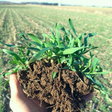 5 Ibs Rye Cover Crop Seeds, Cereale Rye Cover Crop Seeds for Garden Beds and Outdoor Growing