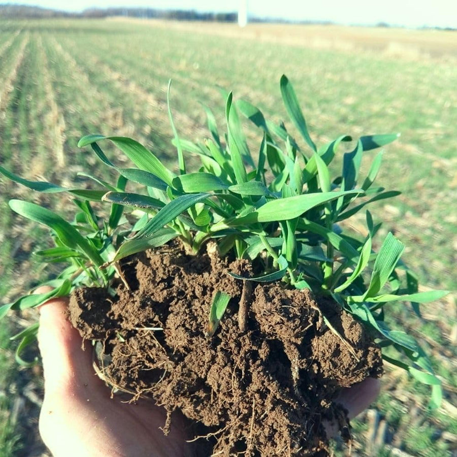 5 Ibs Rye Cover Crop Seeds, Cereale Rye Cover Crop Seeds for Garden Beds and Outdoor Growing