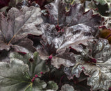 Set 2 Heuchera Bushes Live Plants, Live Perennial Coral Bells for Planting, 4 to 8 Inches - Dark Purple