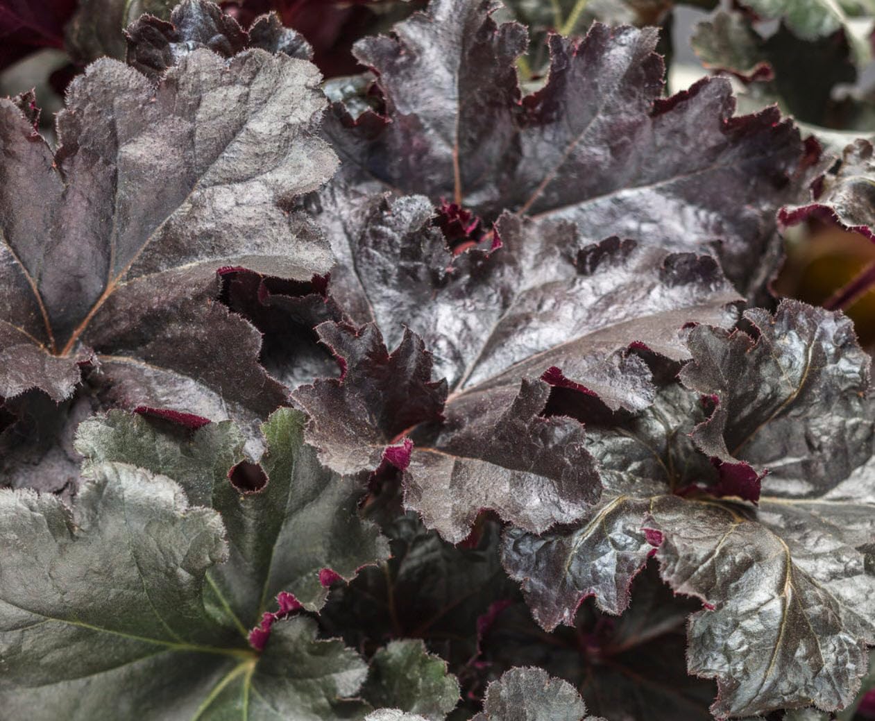 Set 2 Heuchera Bushes Live Plants, Live Perennial Coral Bells for Planting, 4 to 8 Inches - Dark Purple