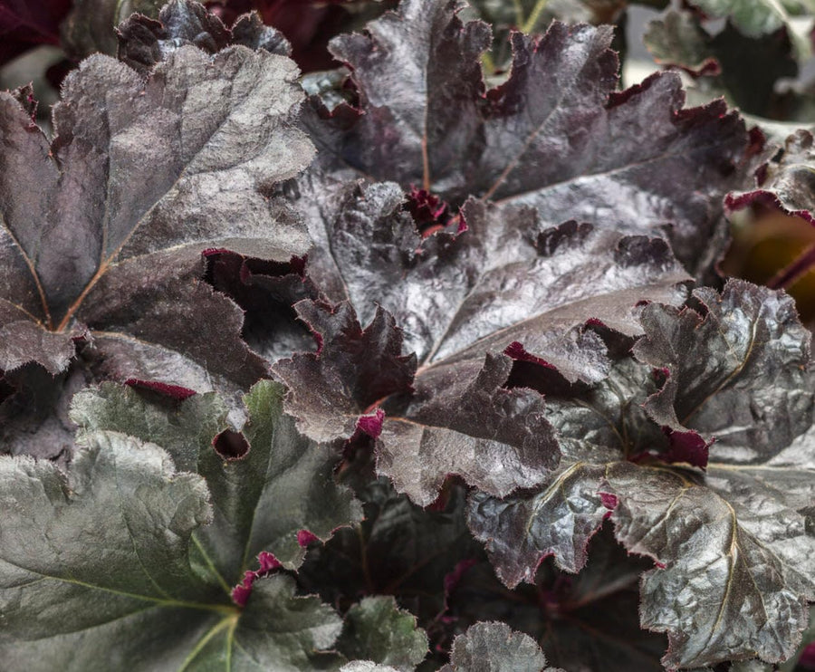 Set 2 Heuchera Bushes Live Plants, Live Perennial Coral Bells for Planting, 4 to 8 Inches - Dark Purple