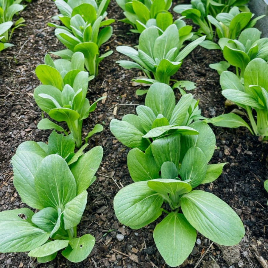 500+ Green Stem Pak Choi Seeds, Bok Choy Cabbage Seeds, Leafy Green Vegetable, Suitable for Home Garden Planting, Outdoor Growing Use