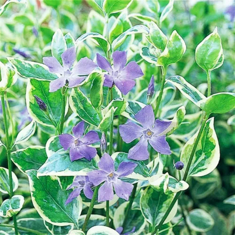 60Pcs Variegated Vinca Periwinkle Plants Live, Creeping Vinca Minor Vine Ground Cover, Starter Plants Perennial, Blue Lavender Flowers