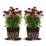 2 Red Verbena Plants Live for Planting, Colorful Blooming Flower Plant, Verbena Live Plants, 4 to 6 Inc Tall