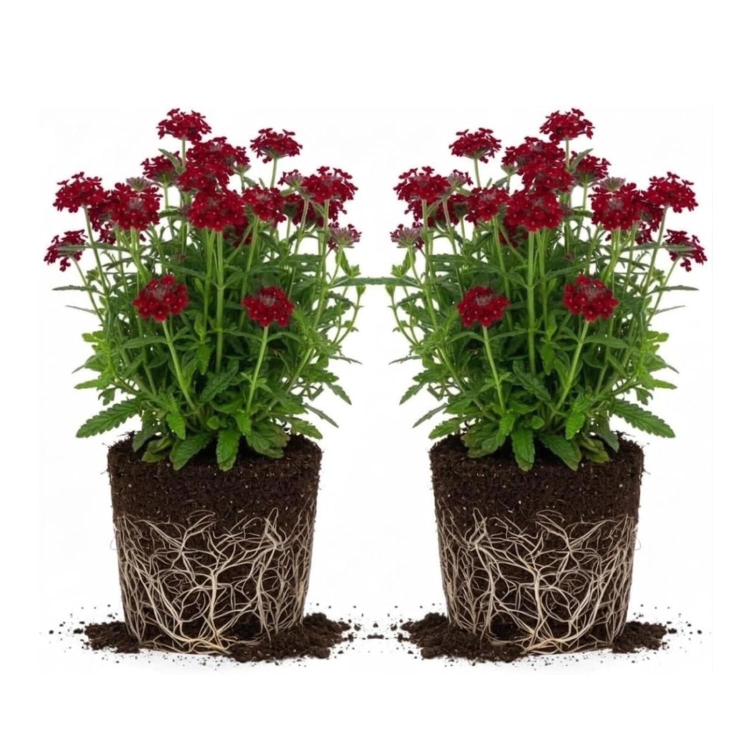 2 Red Verbena Plants Live for Planting, Colorful Blooming Flower Plant, Verbena Live Plants, 4 to 6 Inc Tall
