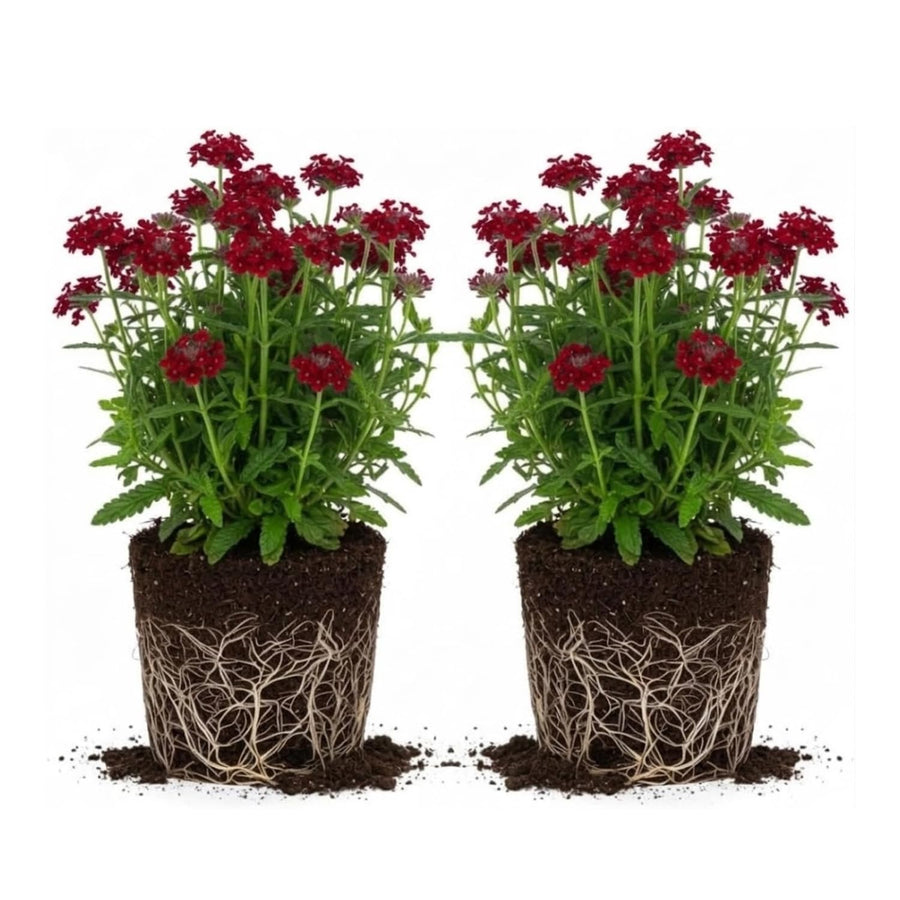 2 Red Verbena Plants Live for Planting, Colorful Blooming Flower Plant, Verbena Live Plants, 4 to 6 Inc Tall