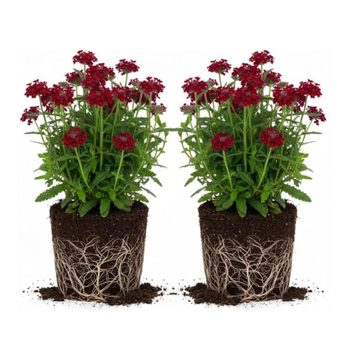 2 Red Verbena Plants Live for Planting, Colorful Blooming Flower Plant, Verbena Live Plants, 4 to 6 Inc Tall