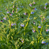 Set of 15 Bocking 14 Comfrey Live Root Cuttings, Comfrey Starter Roots, Hardy Perennial Herb for Home Gardens and Outdoor Planting