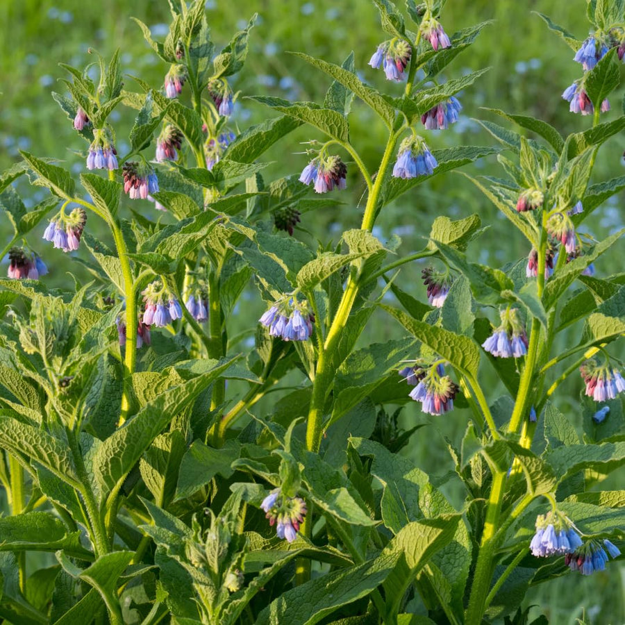 Set of 15 Bocking 14 Comfrey Live Root Cuttings, Comfrey Starter Roots, Hardy Perennial Herb for Home Gardens and Outdoor Planting