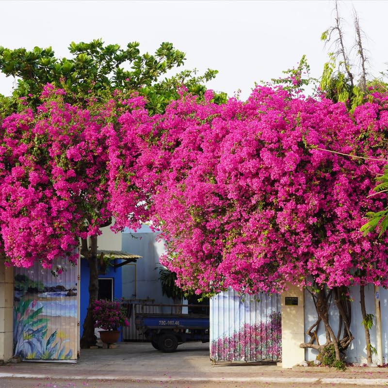 Set of 2 Trailing Bougainvillea Plants Live, Dark Purple Bougainvillea Flowering Vines, 5-10” Tall, Well-Rooted Bougainvillea