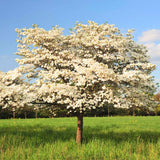 White Dogwood Tree Live Plant 1 Year Old in Quart Pot, 6-12" in Tall, Dormant in Winter, Spring Blooms