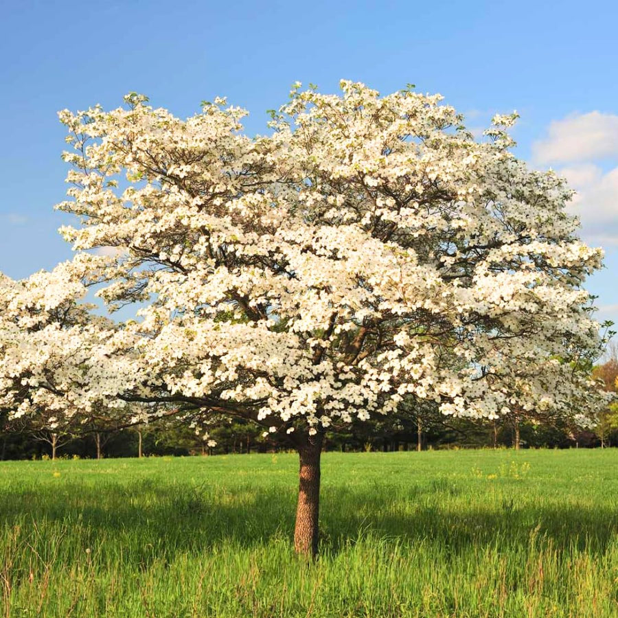 White Dogwood Tree Live Plant 1 Year Old in Quart Pot, 6-12" in Tall, Dormant in Winter, Spring Blooms