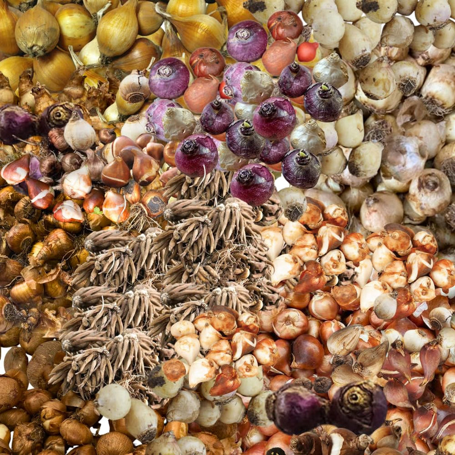 60 Mix Spring Flower Bulbs for Fall Planting, Colorful Flower Bulbs Perennial Outdoor, Top Size Bulb for Garden