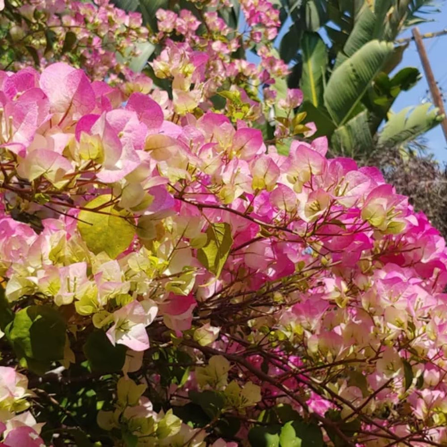 Bougainvillea Plant Live, Bougainvillea Flower Plants, Trailing Flowering Vines, Vibrant Blooms, 4-7 Inches Tall in 4 Inch Pot for Growing (White Pink)