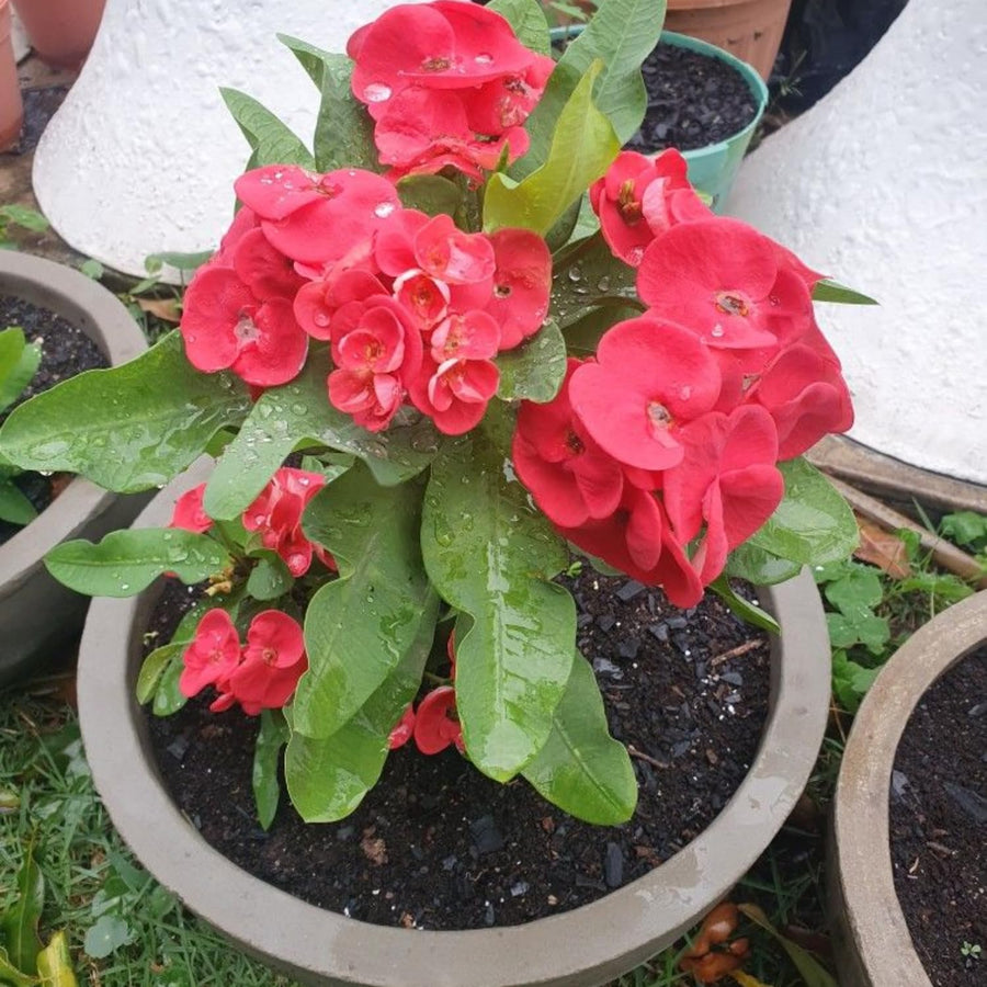 Red Crown of Thorns Plant Live, Crown of Thorns Live Plant, 4 Inc Potted, Perennial Succulent Plant Live