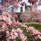 Saucer Magnolia Tree Live Plant in 2.5 Inches Pot, Dormant in Winter, 6-12 Inches in Tall, Ornamental Spring Flowering Tree, Outdoor