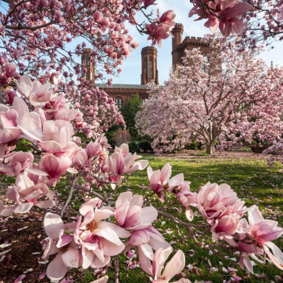 Saucer Magnolia Tree Live Plant in 2.5 Inches Pot, Dormant in Winter, 6-12 Inches in Tall, Ornamental Spring Flowering Tree, Outdoor